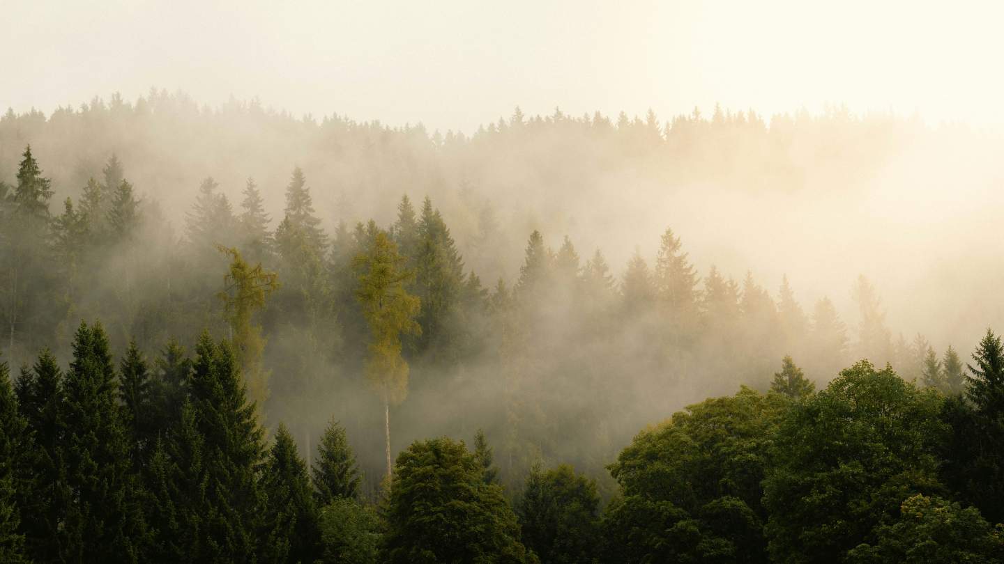 Tranquil Forest with Misty Morning Fog