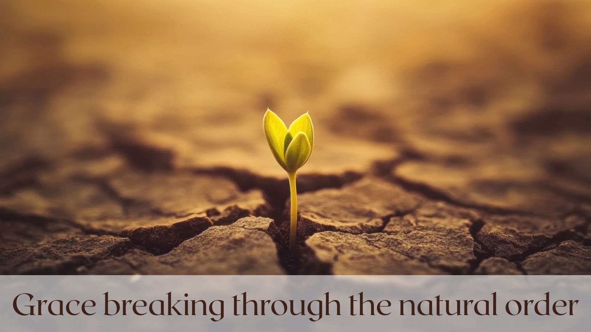 A small plant sprouting from dry ground