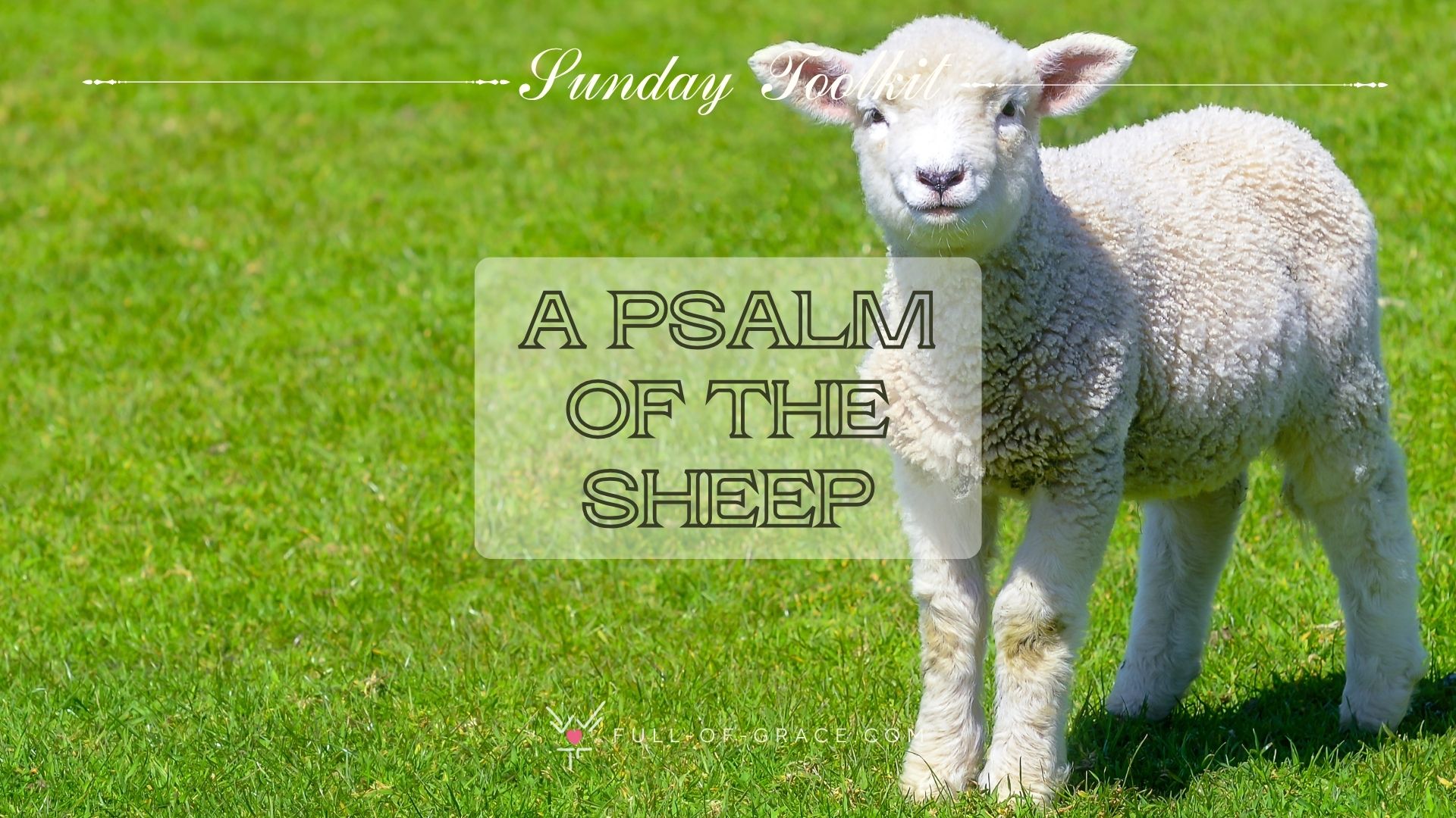 The Sheep Who Answered – 4th Sunday of Easter, Year A: Experience