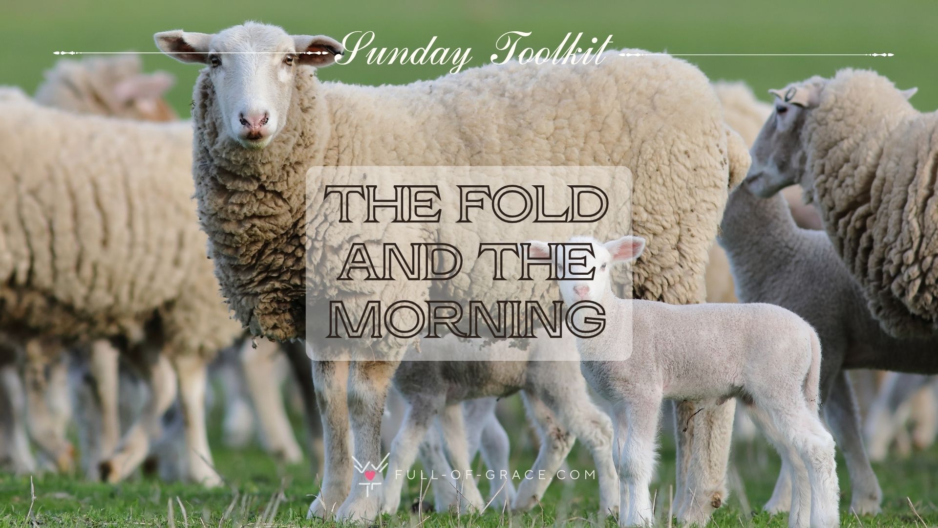 The Fold and the Morning – 4th Sunday of Easter, Year A: Prayer of the Faithful